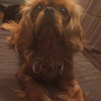 Les Cavalier King Charles Spaniel de l'affixe De La Forêt Des Gazelles