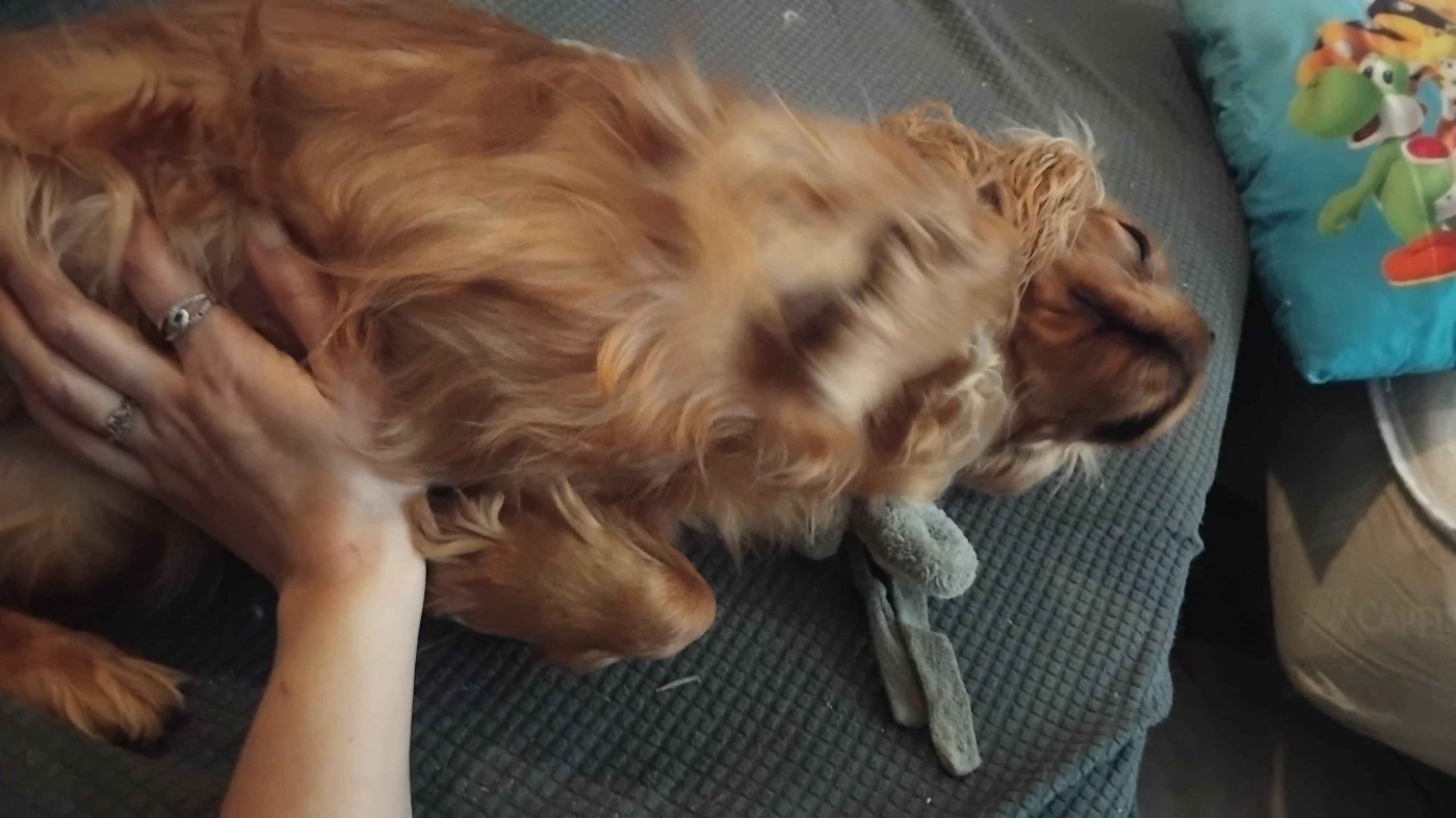 Verveine Citronelle De La Forêt Des Gazelles