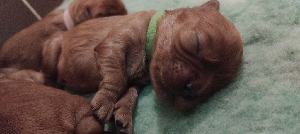 De La Forêt Des Gazelles - Chiots disponibles - Cavalier King Charles Spaniel