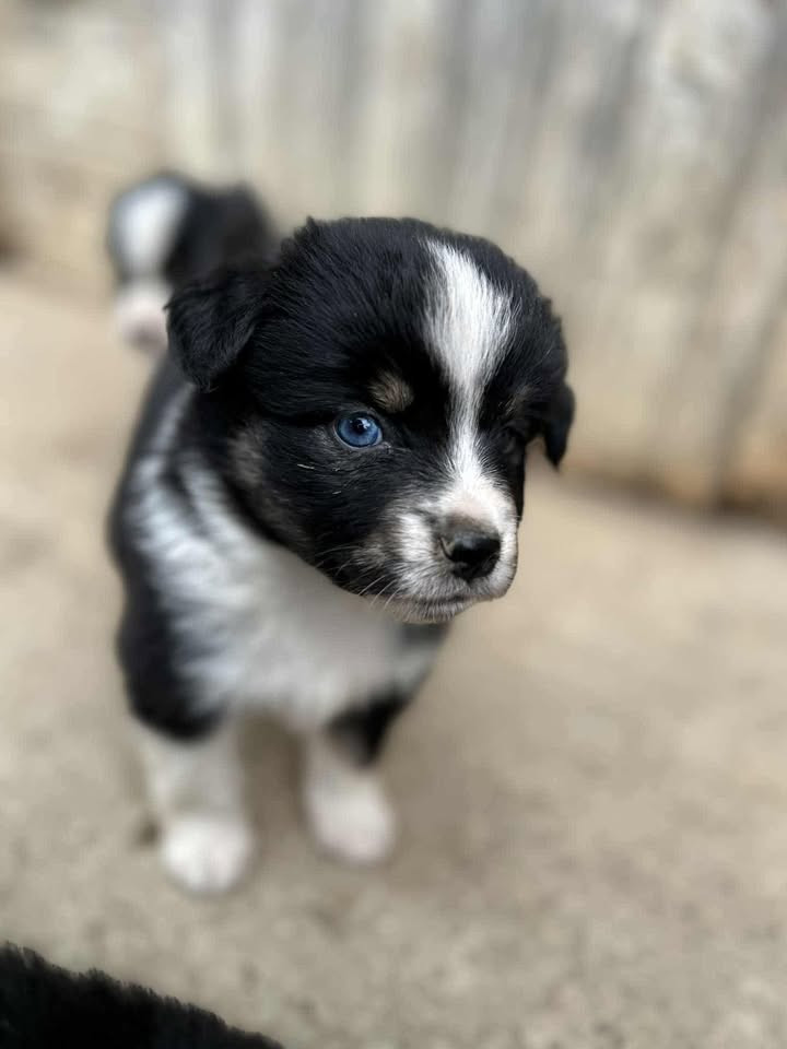 De La Forêt Des Gazelles - Chiots disponibles - Berger Américain Miniature 