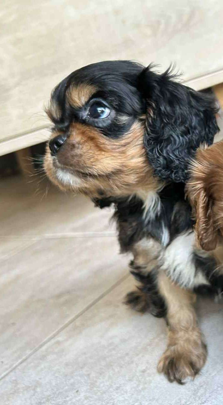De La Forêt Des Gazelles - Chiots disponibles - Cavalier King Charles Spaniel