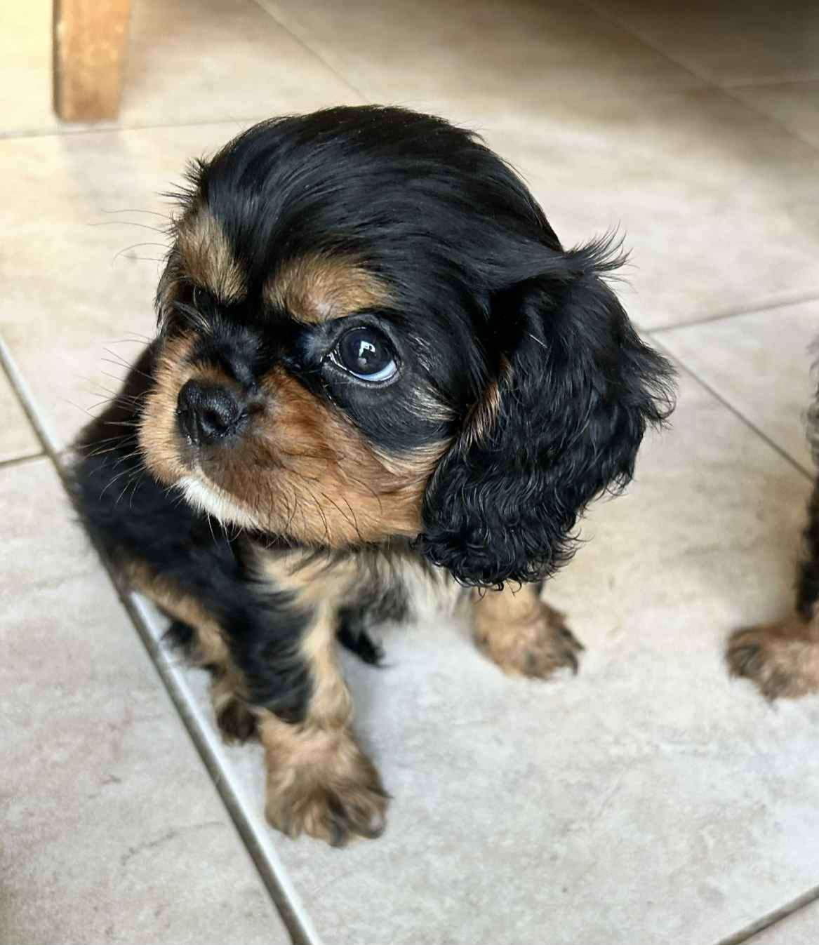 De La Forêt Des Gazelles - Chiots disponibles - Cavalier King Charles Spaniel