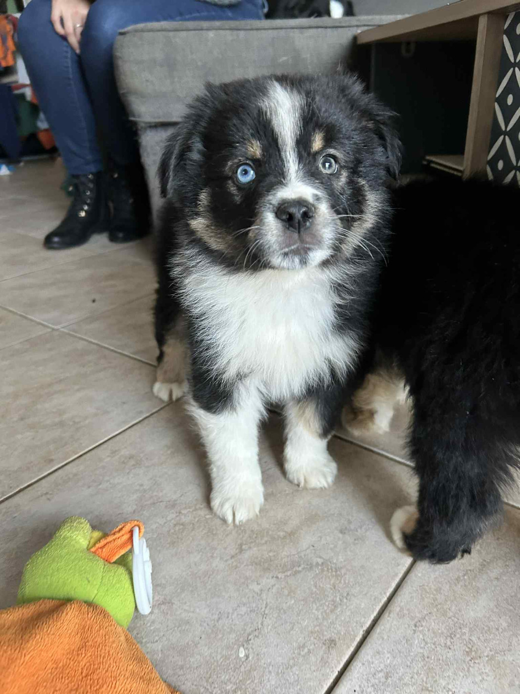 De La Forêt Des Gazelles - Chiots disponibles - Berger Américain Miniature 