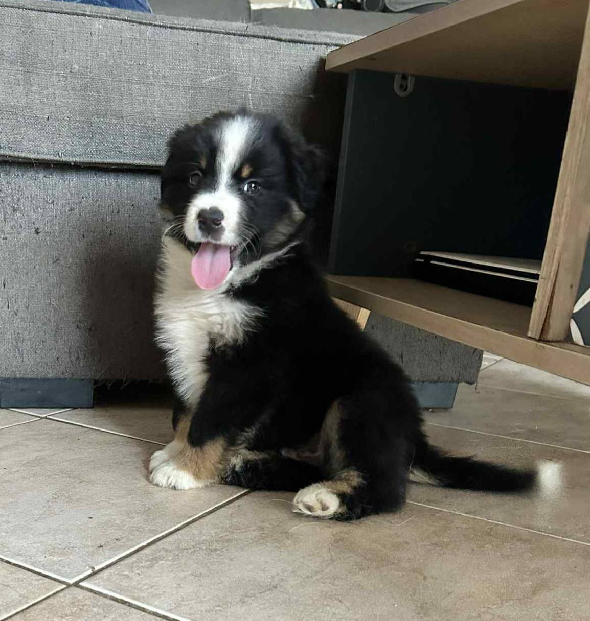 De La Forêt Des Gazelles - Chiots disponibles - Berger Américain Miniature 