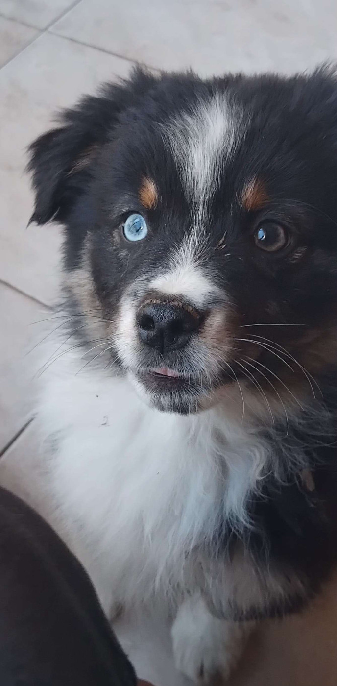 De La Forêt Des Gazelles - Chiots disponibles - Berger Américain Miniature 