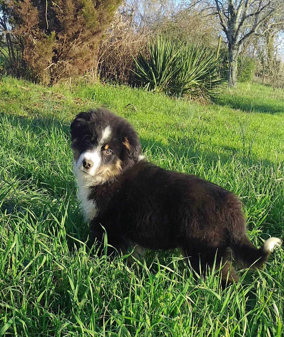 De La Forêt Des Gazelles - Chiots disponibles - Berger Américain Miniature 