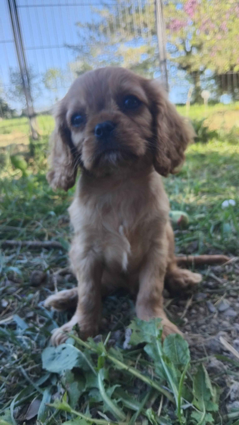 De La Forêt Des Gazelles - Chiots disponibles - Cavalier King Charles Spaniel