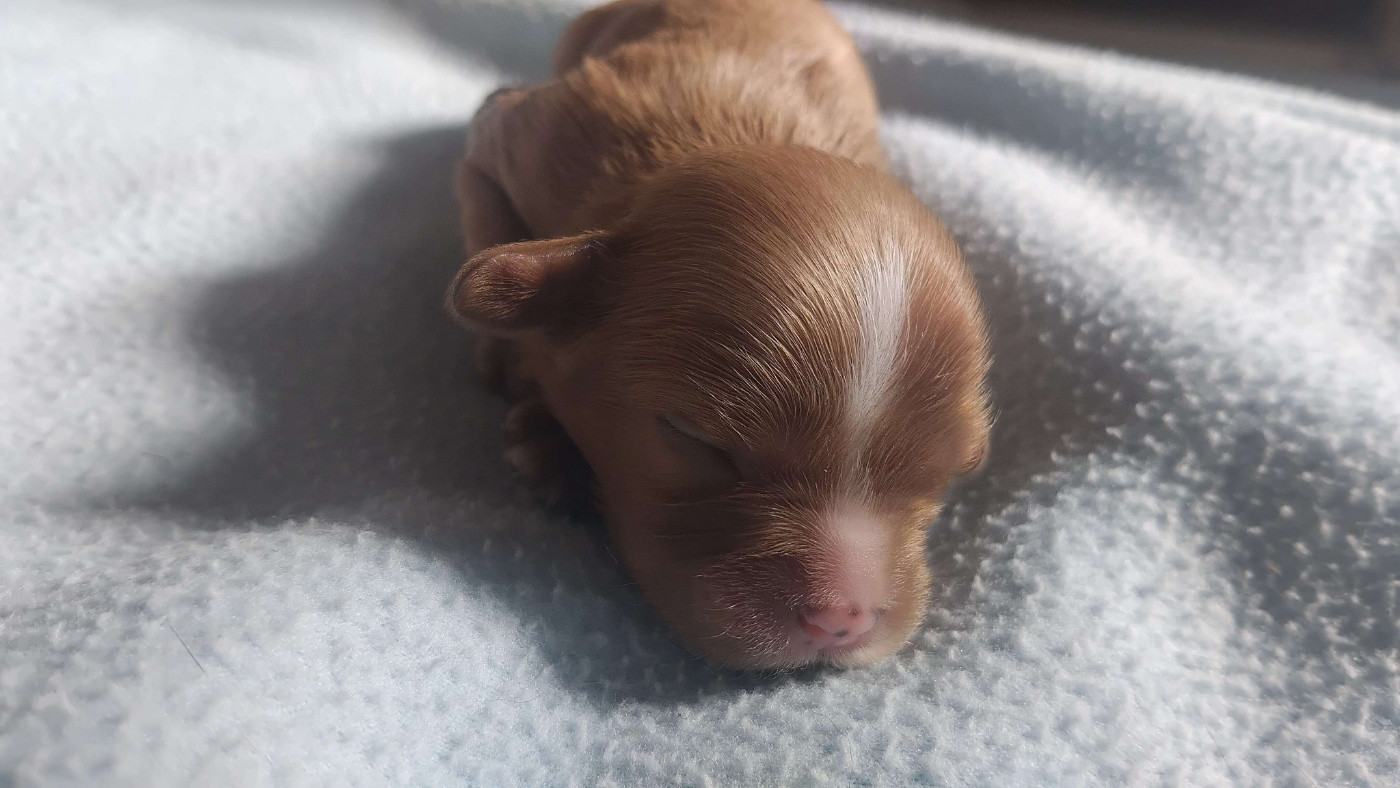 De La Forêt Des Gazelles - Chiots disponibles - Cavalier King Charles Spaniel