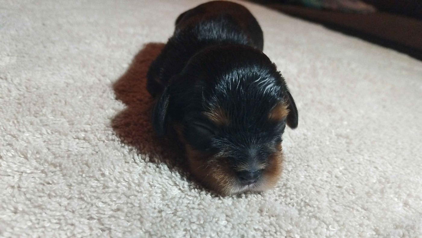 De La Forêt Des Gazelles - Chiots disponibles - Cavalier King Charles Spaniel