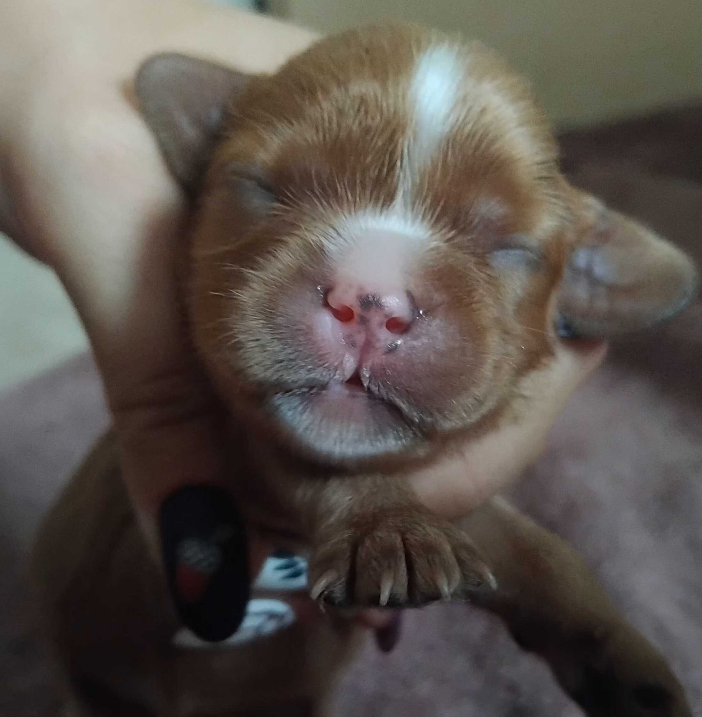 De La Forêt Des Gazelles - Chiots disponibles - Cavalier King Charles Spaniel