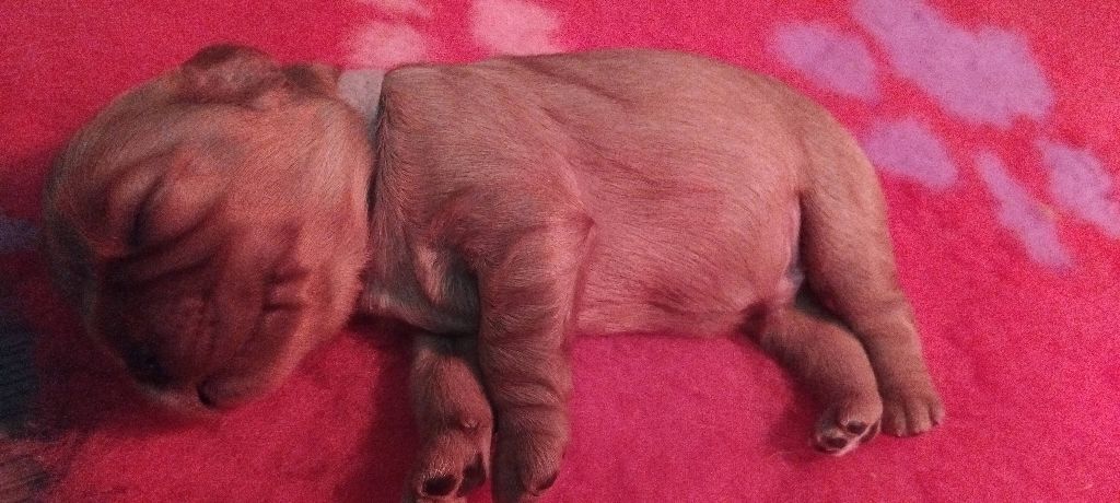 De La Forêt Des Gazelles - Chiots disponibles - Cavalier King Charles Spaniel
